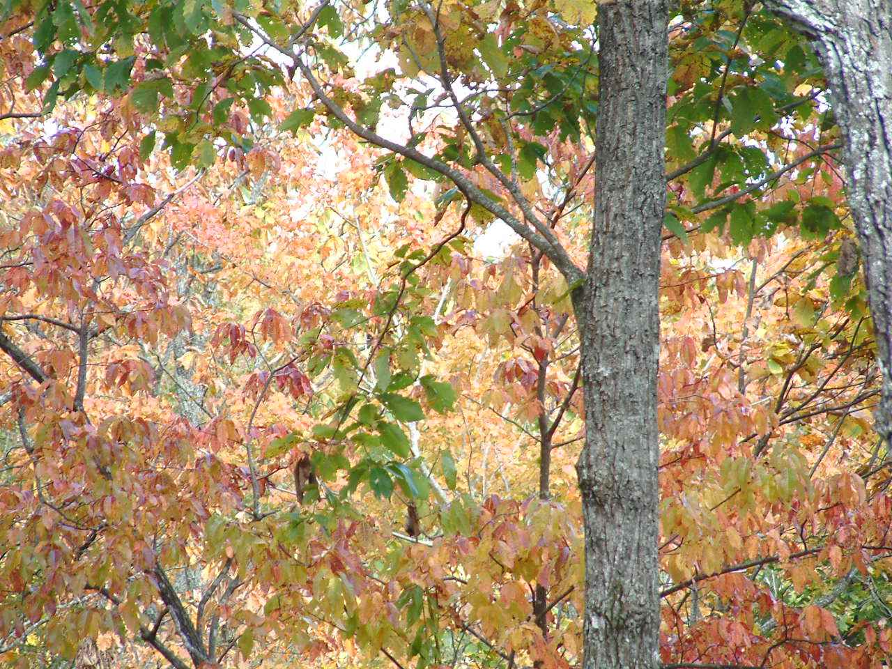 Wagon Wheel Ridge Pics and Views